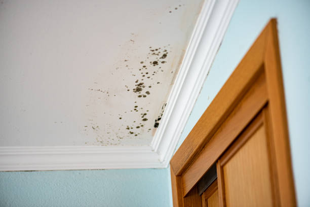 Trusted East Rockingham, NC Mold Remediation Experts