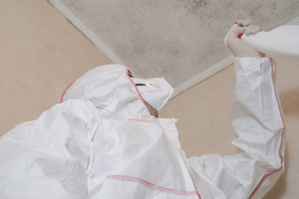 Best Insurance-Related Mold Remediation in East Rockingham, NC
