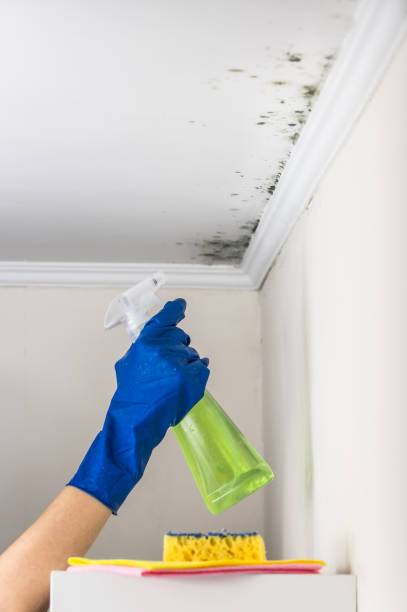Best Emergency Mold Remediation in East Rockingham, NC